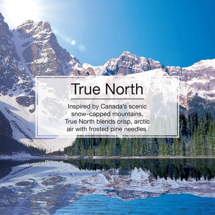 خوشبوکننده خودرو لیتل تریس مدل Trees رایحه True North