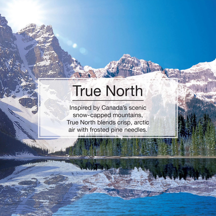 خوشبوکننده خودرو لیتل تریس مدل Trees رایحه True North