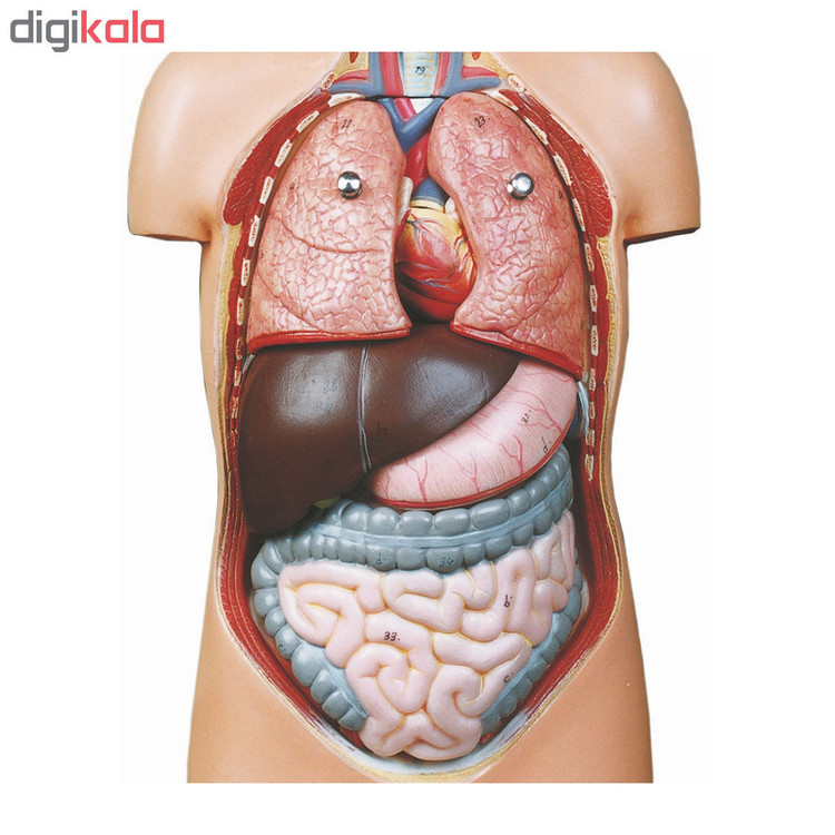 بازی آموزشی صنایع آموزشی طرح مولاژ نیم تنه انسان کد 20047