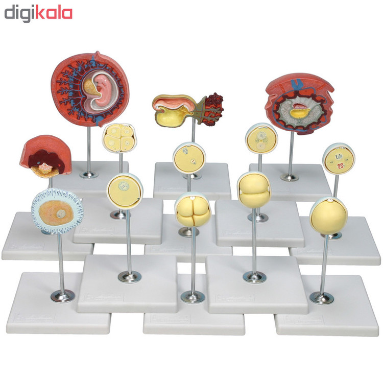 بازی آموزشی صنایع آموزشی طرح مولاژ رشد جنین انسان کد 32001