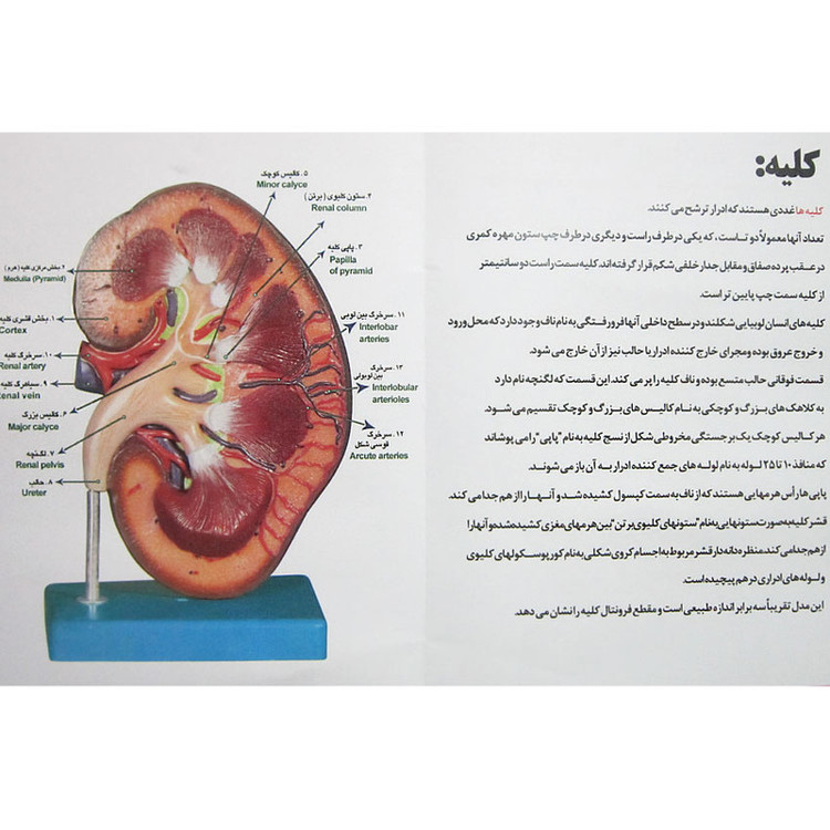 بازی آموزشی طرح مولاژ کلیه انسان مدل ASM20