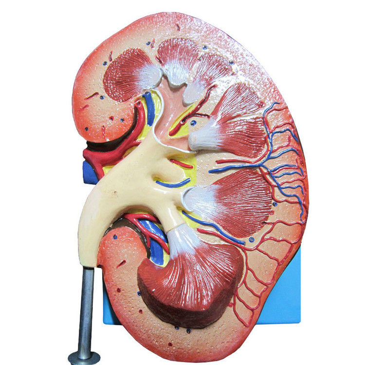 بازی آموزشی طرح مولاژ کلیه انسان مدل ASM20