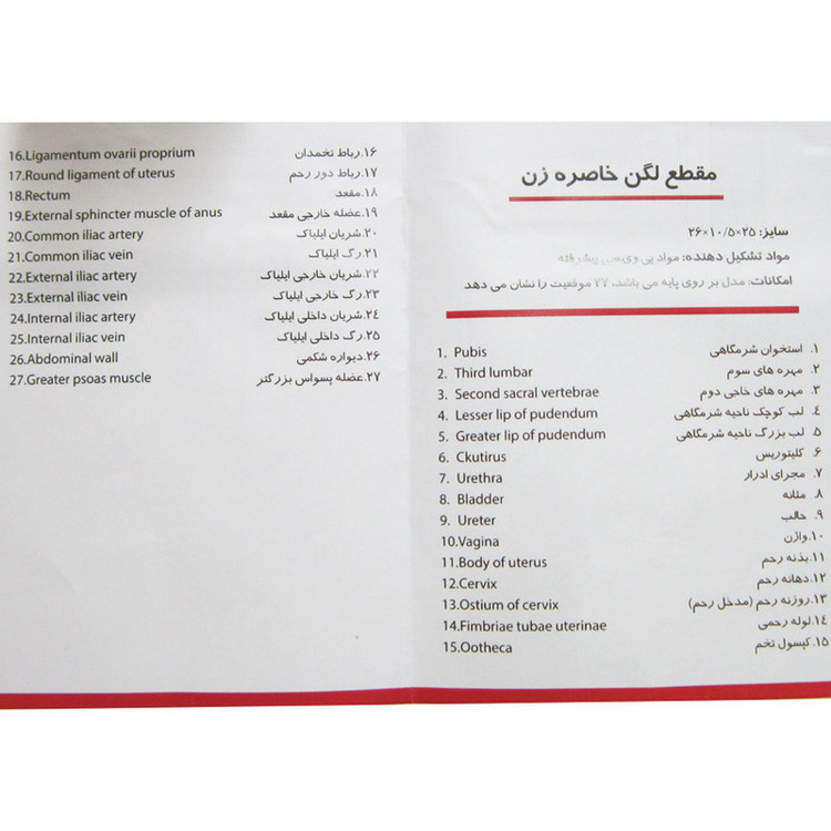 بازی آموزشی طرح مولاژ مقطع لگن خاصره زن مدل ASM36
