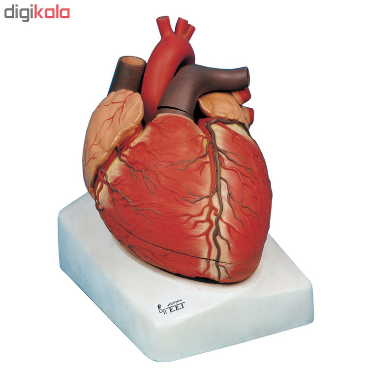 بازی آموزشی صنایع آموزشی طرح مولاژ قلب کد 25001