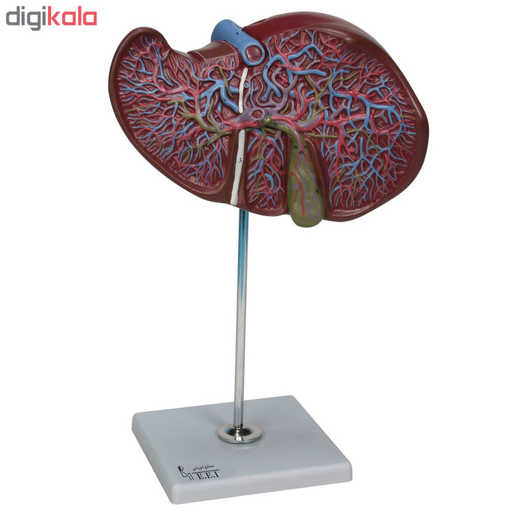 بازی آموزشی صنایع آموزشی طرح مولاژ کبد کد 29001