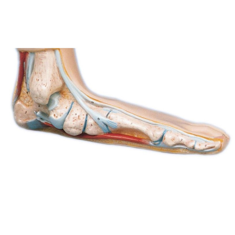 بازی آموزشی مدل مولاژ کف پای سالم و بیمار