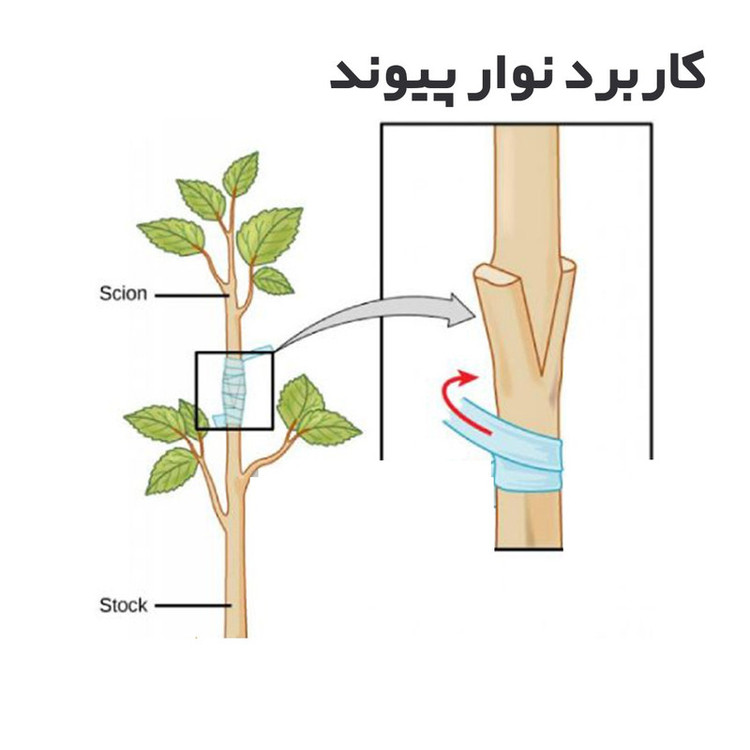 قیچی پیوند زنی بهکو مدل TAIWAN-BP-J68