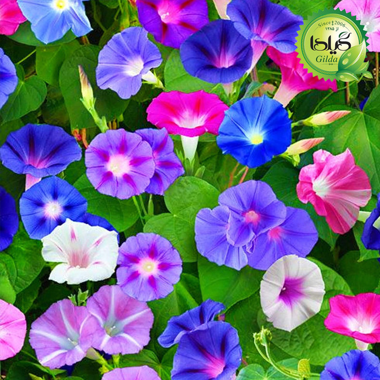 بذر گل های رونده گیلدا کد 095 مجموعه 4 عددی