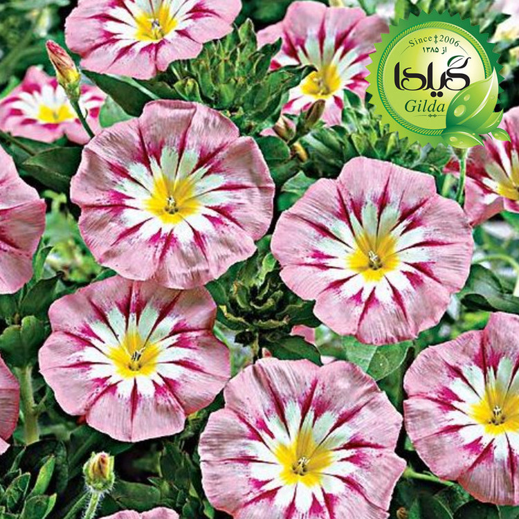 بذر گل های رونده گیلدا کد 095 مجموعه 4 عددی