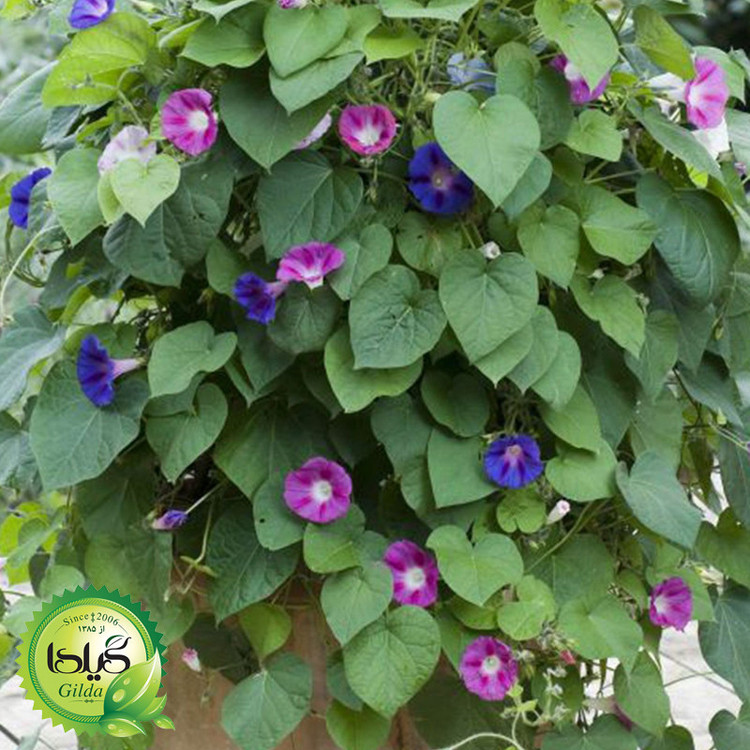 بذر گل های رونده گیلدا کد 095 مجموعه 4 عددی