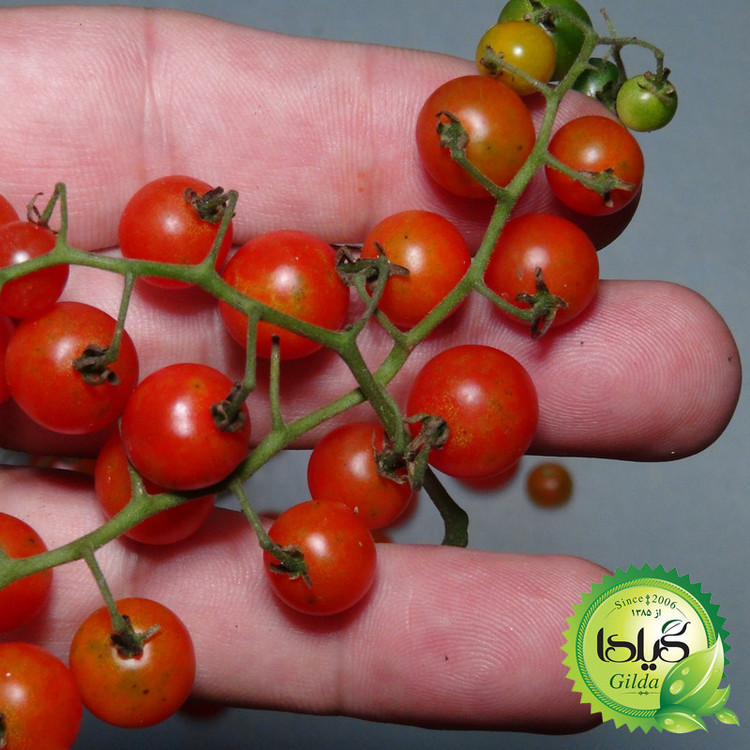 بذر گوجه نخودی گیلدا کد 586