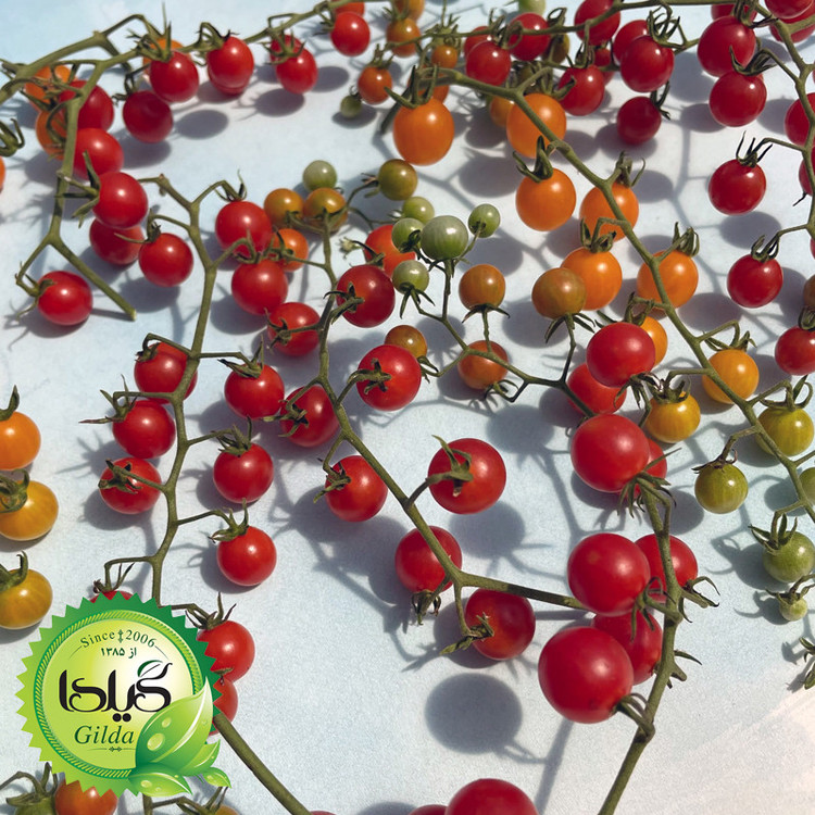 بذر گوجه نخودی گیلدا کد 586