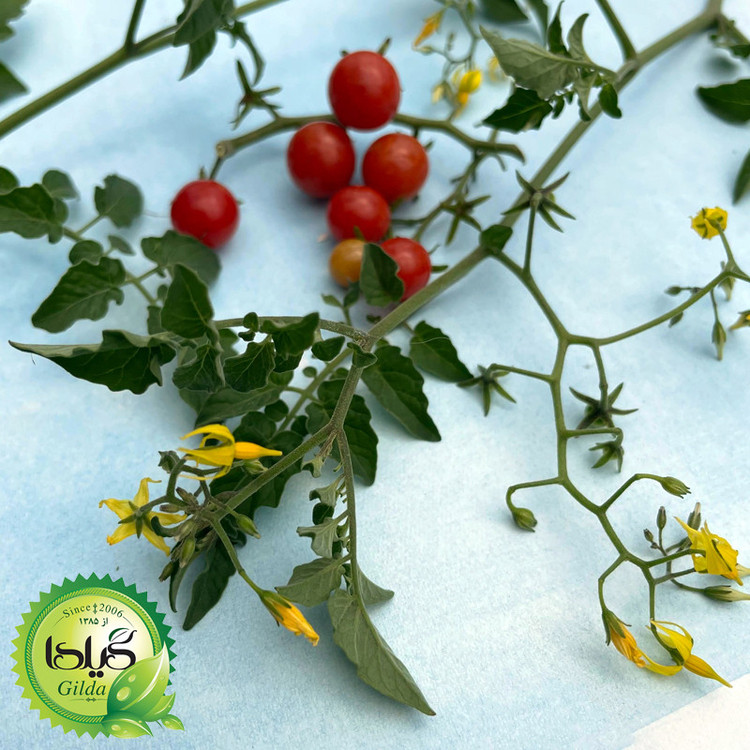 بذر گوجه نخودی گیلدا کد 586
