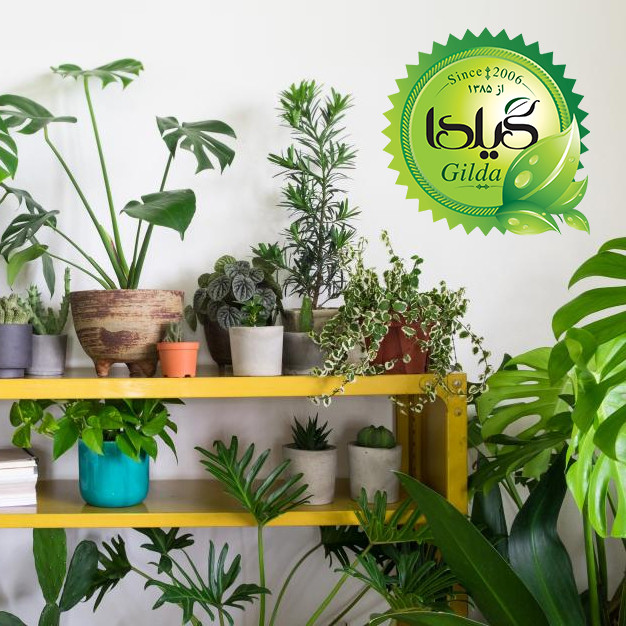 کود مایع کلات آهن افزایش سبزینگی گیلدا مدل Fe6-EDDHA حجم 120 میلی لیتر