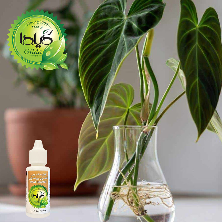 کود مایع قلمه زنی و ریشه زایی گیلدا مدل Root Booster حجم 30 میلی لیتر