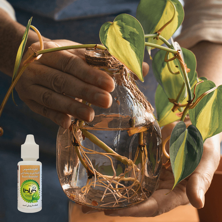 کود مایع قلمه زنی و ریشه زایی گیلدا مدل Root Booster حجم 30 میلی لیتر