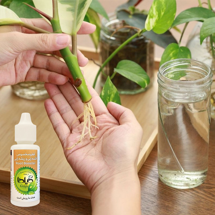 کود مایع قلمه زنی و ریشه زایی گیلدا مدل Root Booster حجم 30 میلی لیتر
