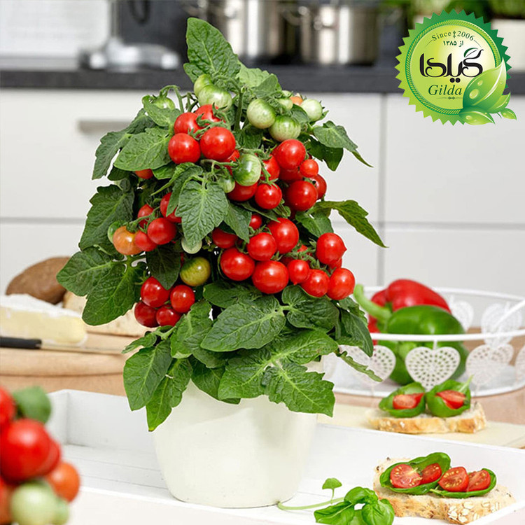 بذر گوجه چری گلدانی گیلدا کد 571
