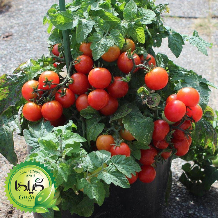 بذر گوجه چری گلدانی گیلدا کد 571