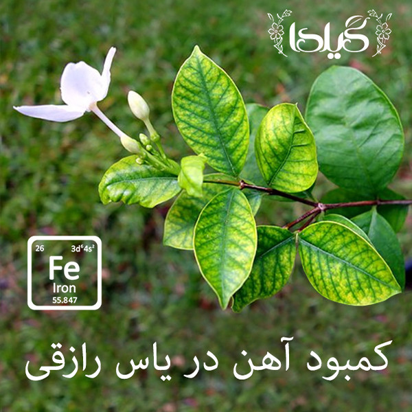 کود کلات آهن افزایش سبزینگی گیلدا مدل Fe6%-EDDHA وزن 20 گرم