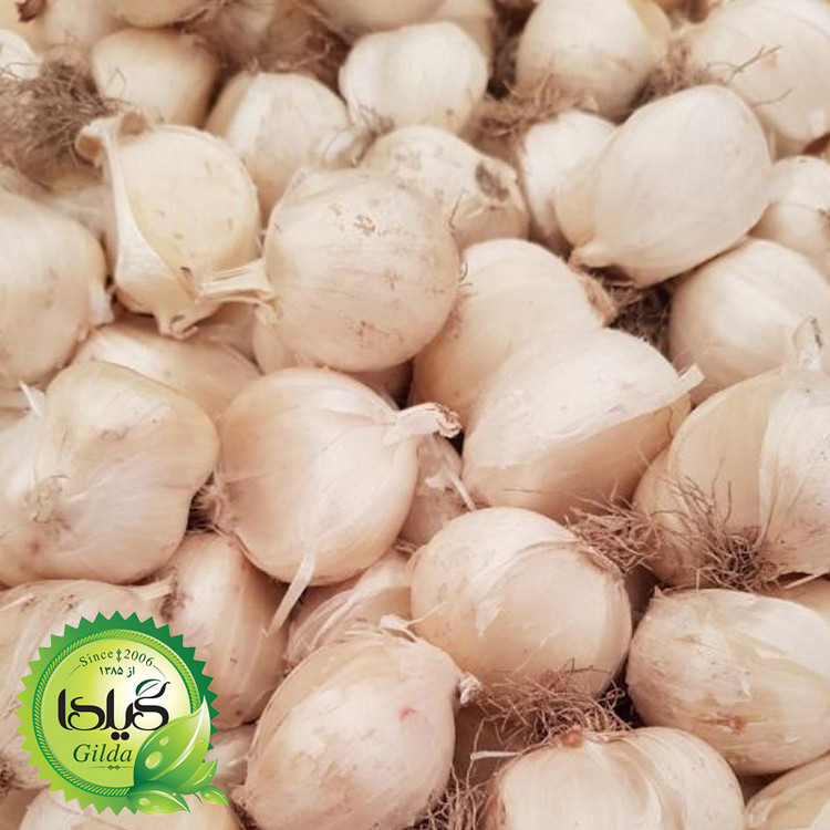 بذر موسیر گیلدا کد 172