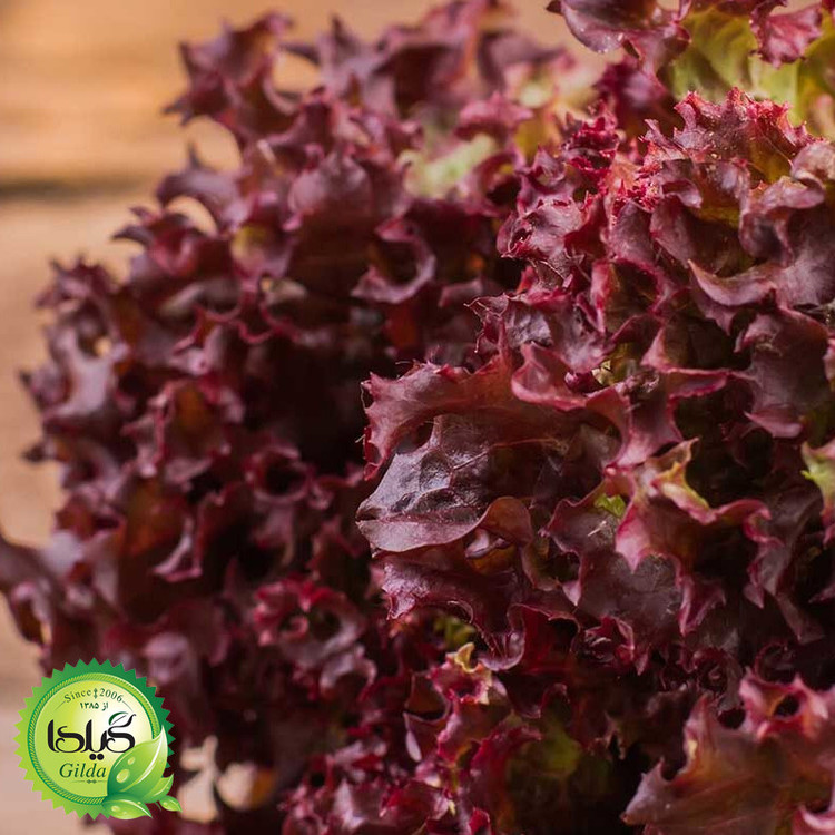 بذر کاهو فرانسوی قرمز گیلدا کد 335