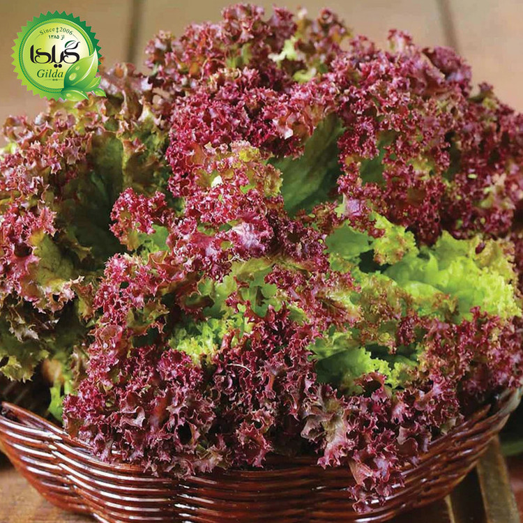 بذر کاهو فرانسوی قرمز گیلدا کد 335