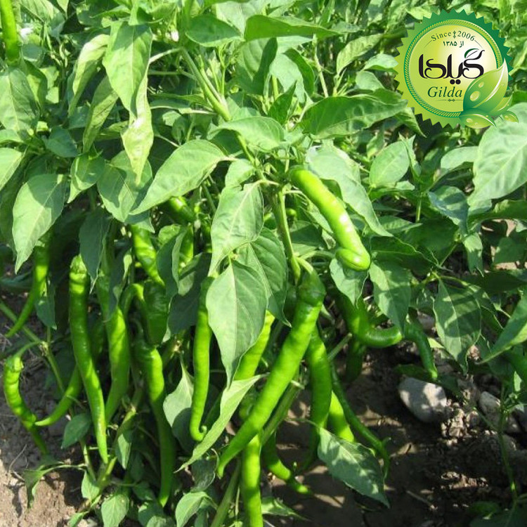 بذر فلفل شیرین قلمی گیلدا کد 353