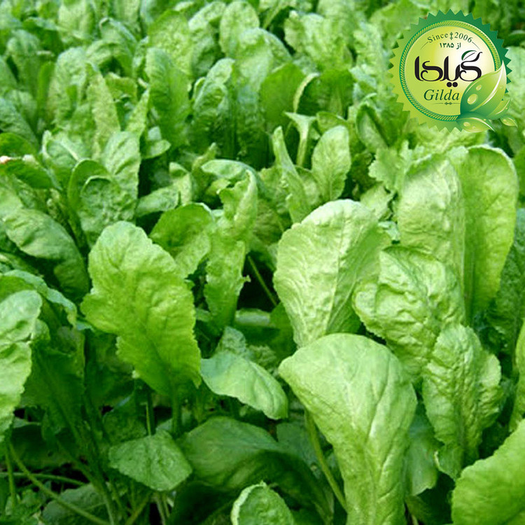 بذر شاهی گیلدا کد 114