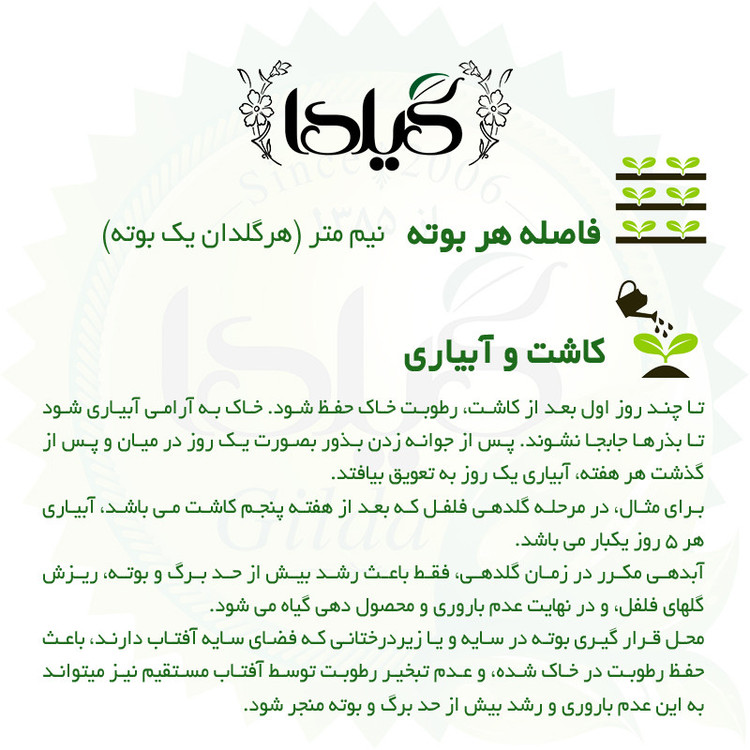 بذر فلفل تند چیلی گیلدا کد 352
