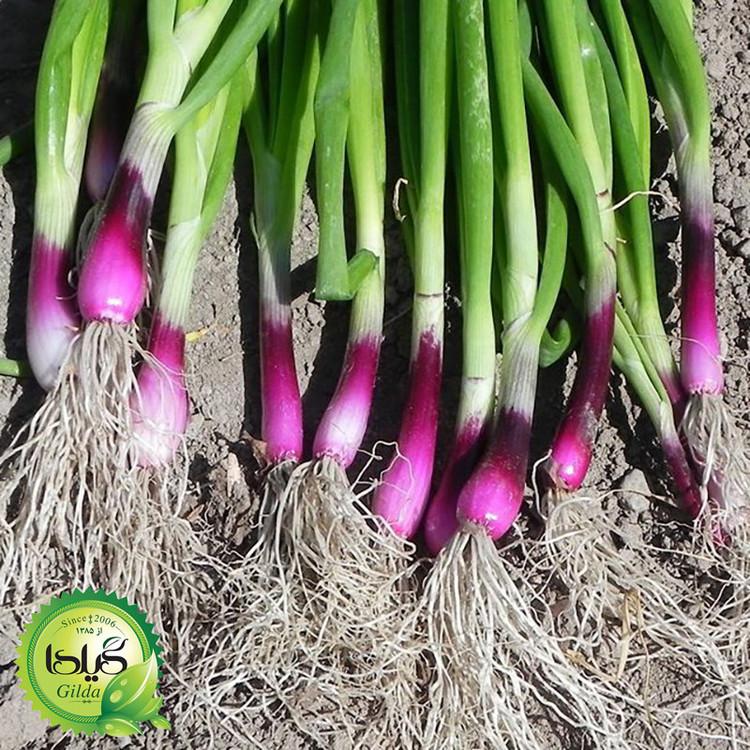 بذر پیازچه قرمز گیلدا کد 123