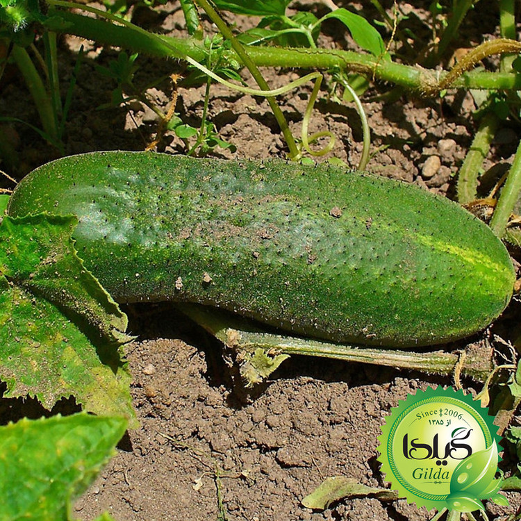 بذر خیار اصفهان گیلدا کد 645