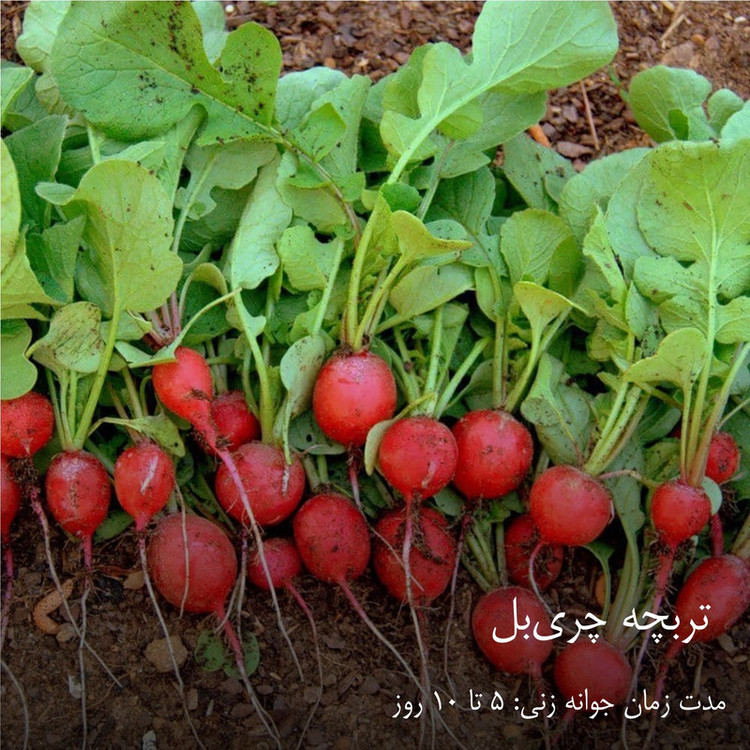 بذر سبزیجات گرین سیدز کد 2005 مجموعه 10 عددی