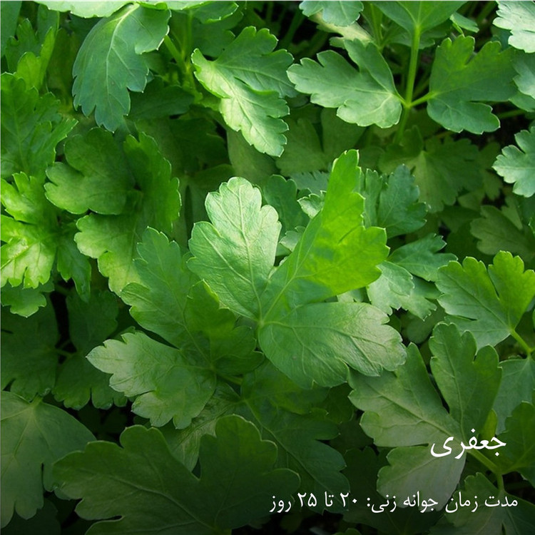 بذر سبزیجات گرین سیدز کد 2005 مجموعه 10 عددی