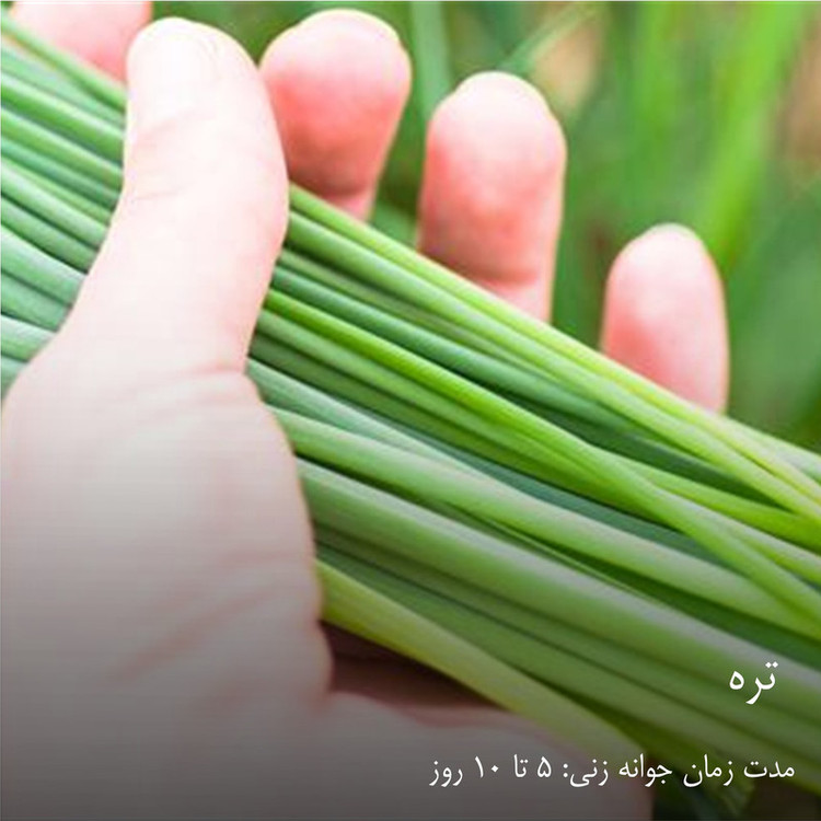 بذر سبزیجات گرین سیدز کد 2005 مجموعه 10 عددی