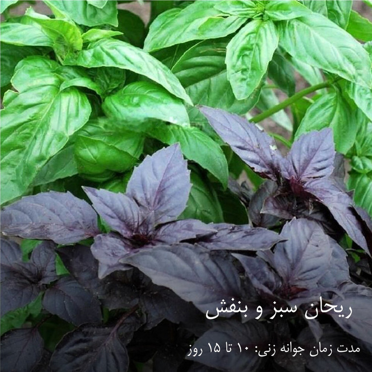 بذر سبزیجات گرین سیدز کد 2005 مجموعه 10 عددی