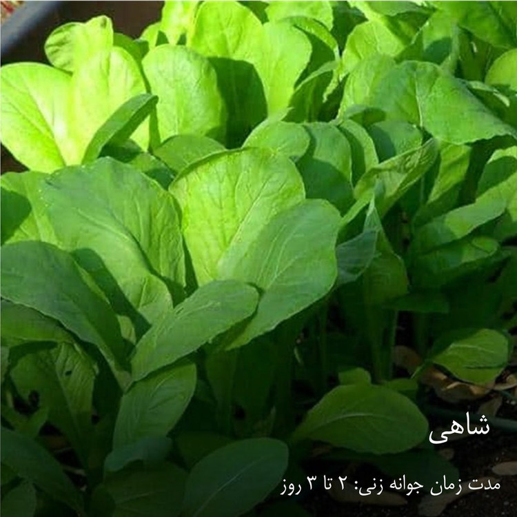 بذر سبزیجات گرین سیدز کد 2005 مجموعه 10 عددی