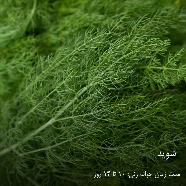 بذر سبزیجات گرین سیدز کد 2005 مجموعه 10 عددی