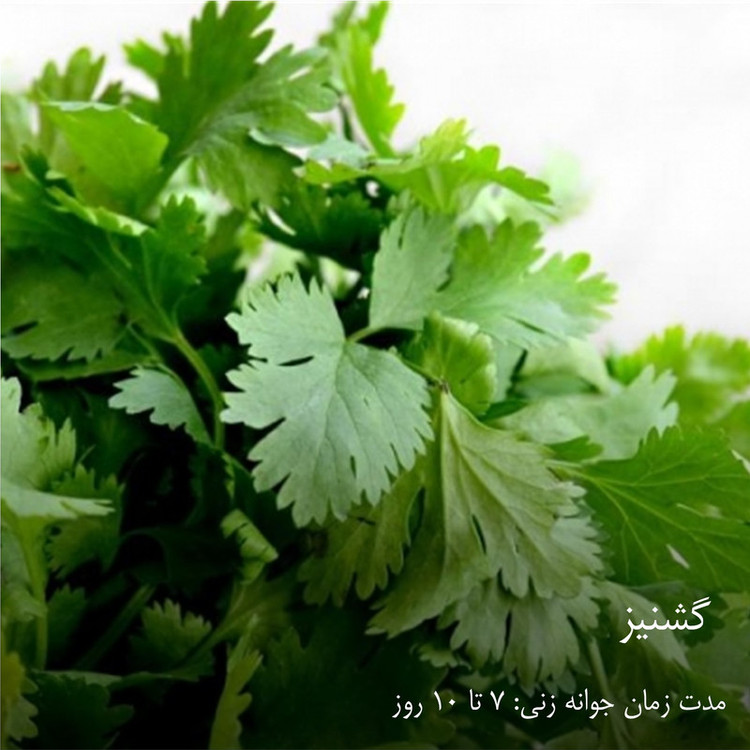 بذر سبزیجات گرین سیدز کد 2005 مجموعه 10 عددی