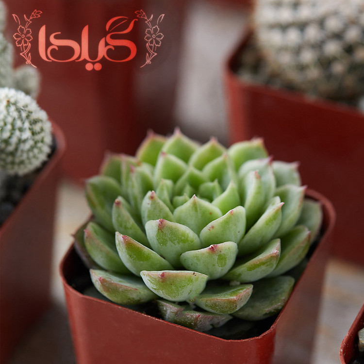 کود مایع کاکتوس گیلدا مدل GCC حجم 120 میلی لیتر