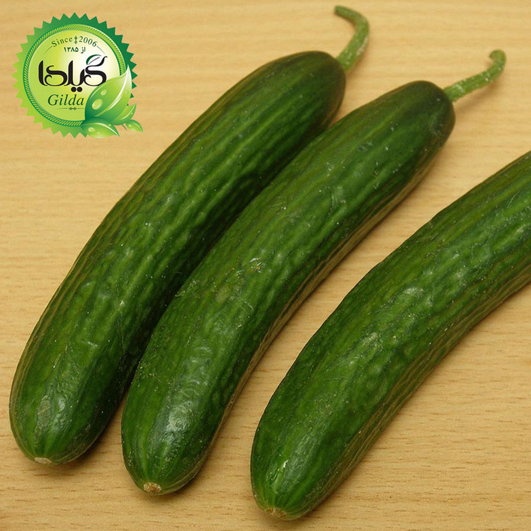 بذر خیار بوته ای قلمی گیلدا کد 635
