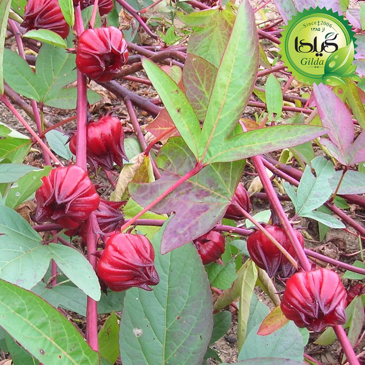 بذر چای ترش گیلدا کد 165