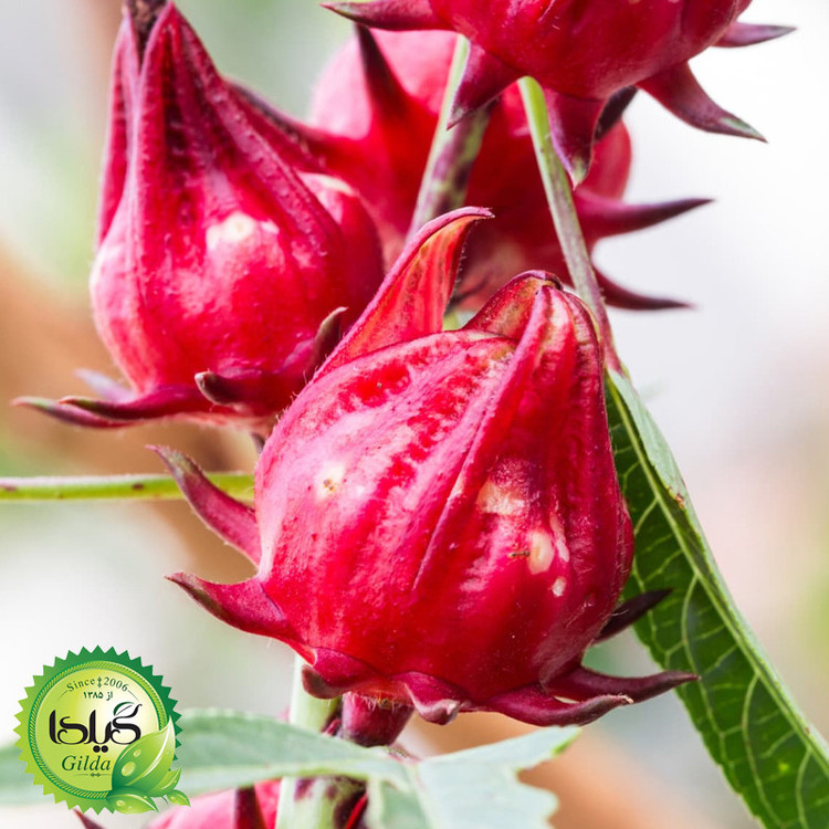 بذر چای ترش گیلدا کد 165
