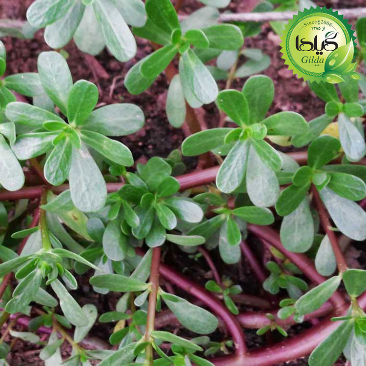 بذر خرفه گیلدا کد 125
