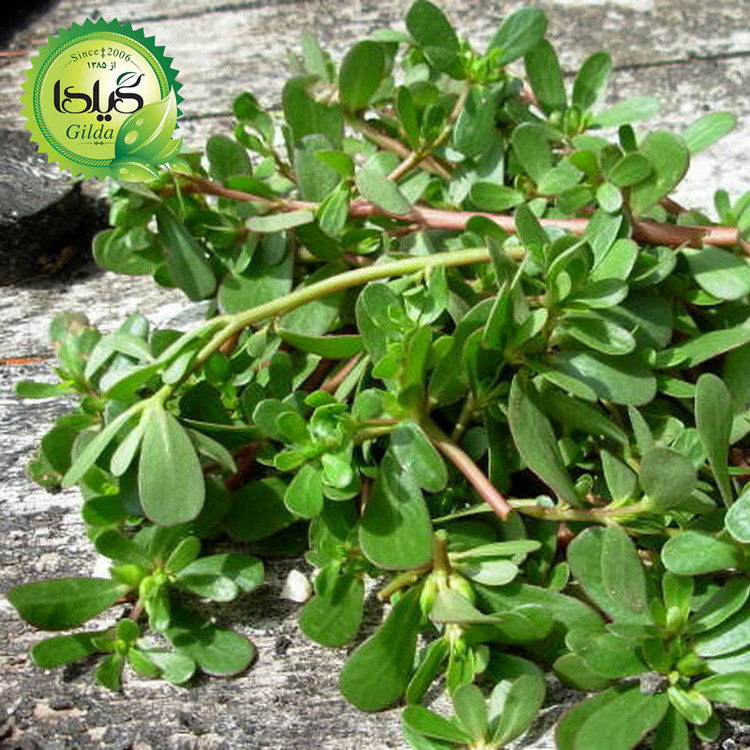 بذر خرفه گیلدا کد 125