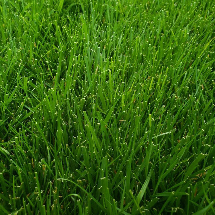 بذر چمن خارجی اسپرت چهار تخم ظرافت مدل BZ9663