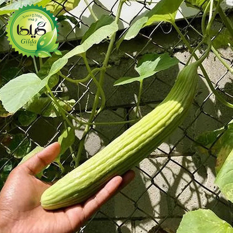 بذر خیار چنبر گیلدا کد 630