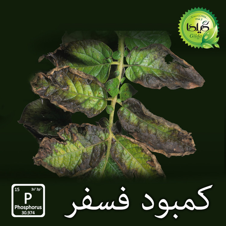 کود کامل NPK ریشه زایی+ گیلدا مدل فسفر بالا وزن 25 گرم