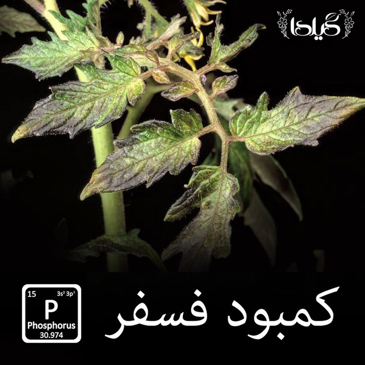 کود کامل NPK ریشه زایی+ گیلدا مدل فسفر بالا وزن 25 گرم