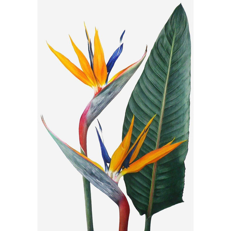 بذر گل پرنده بهشتی فصل سبز کد FSSEED-32